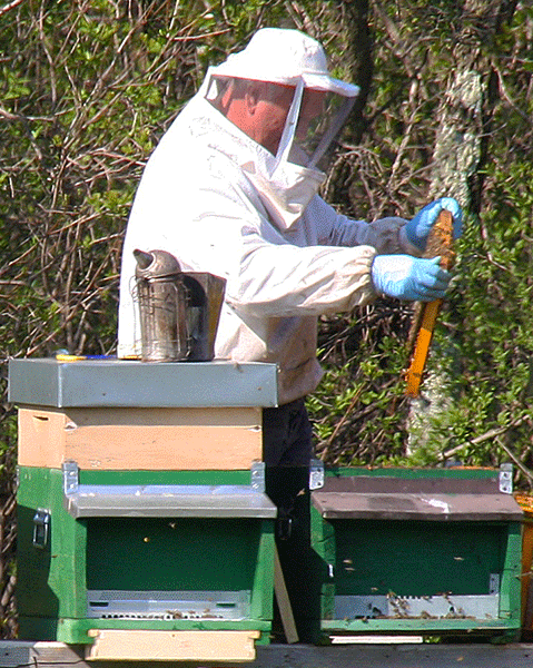 Silvan Ferfolja in apiario
